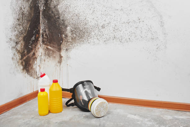 Best White Mold Remediation in Belleair Beach, FL