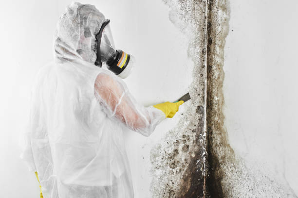 Best Residential Mold Remediation in Belleair Beach, FL