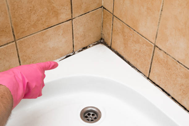 Best Black Mold Remediation in Belleair Beach, FL